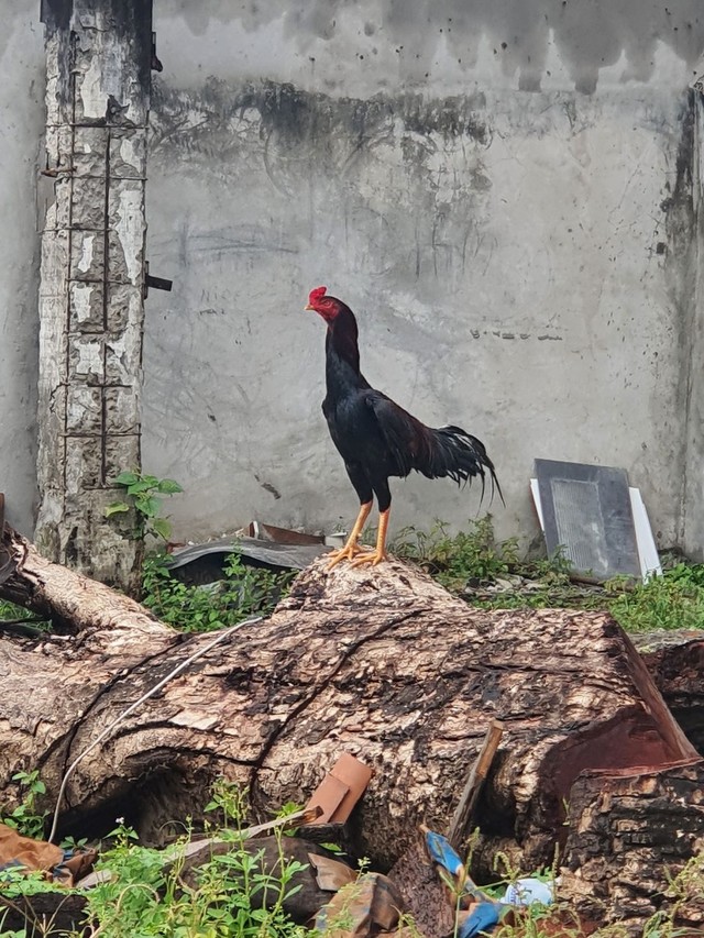 Galo de Raça Novo