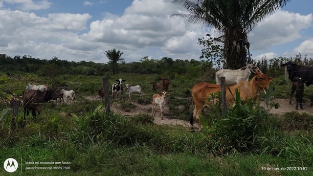 200 Hectares pronta e documentada sentido Capanema  - Foto 2
