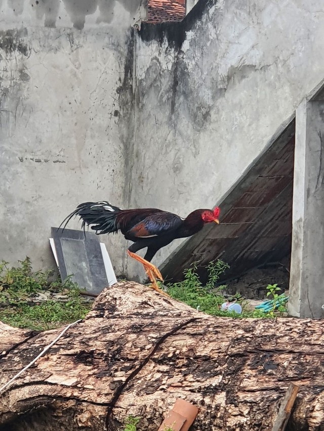 Galo de Raça Novo