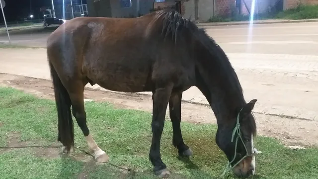 Traia de cavalo  +63 anúncios na OLX Brasil