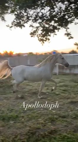 Cavalo Mangalarga 