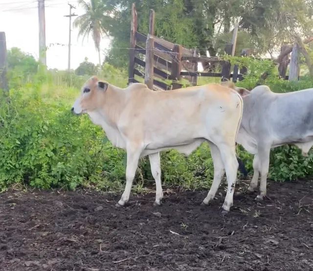 Garrote a venda