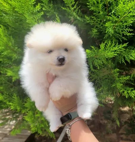 Spitz Alemão anão macho- Lulu da Pomerânia - 12x sem juros - envio grátis. - Foto 4