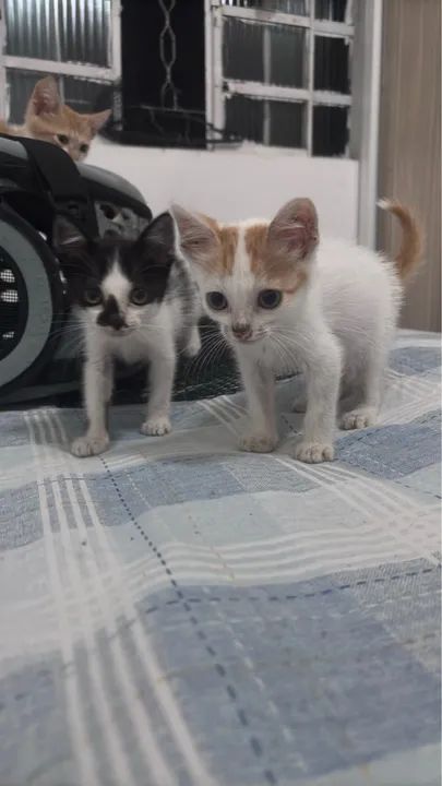 Filhotes Doacao  - Foto 4