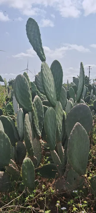 Palmas pronta para ração animal e plantação