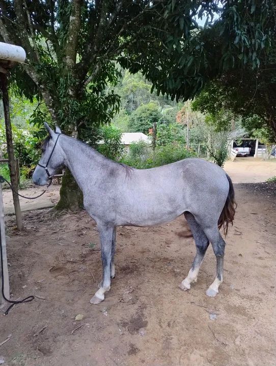 Potro Mangalarga Marchador