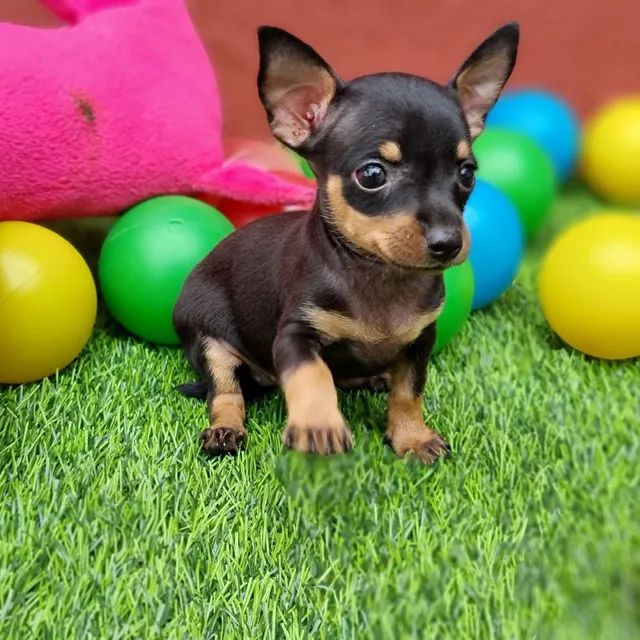 Pinscher disponíveis já pronto entrega além de várias outras raças para vocês 