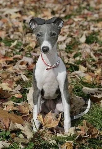 Whippet olx best sale