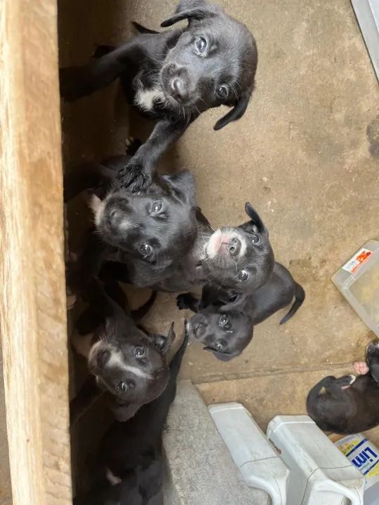 Doa-se filhote de cachorros  - Foto 3
