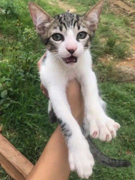 Gatinho lindo e carinhoso para adoção