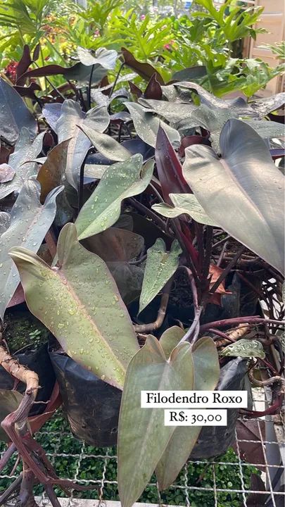 Mudas de Filodendro Roxo