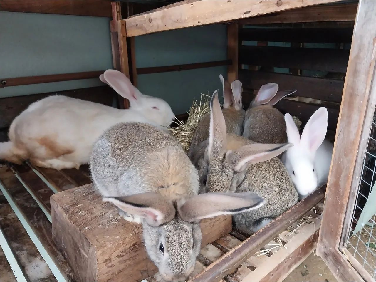 Coelho Gigante de Flandres - FILHOTES(últimas unidades) - Foto 4