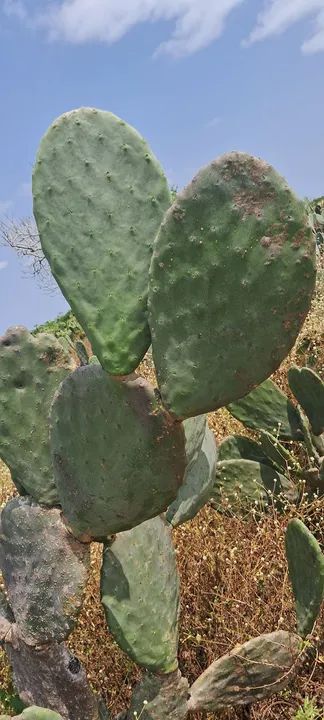Palmas pronta para ração animal e plantação  - Foto 5