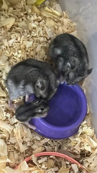 Hamster bebê - Fofo e brincalhão - Foto 2