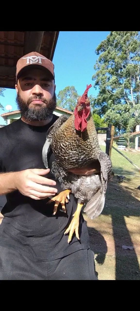 Vendo ou troco Galo Carijó 