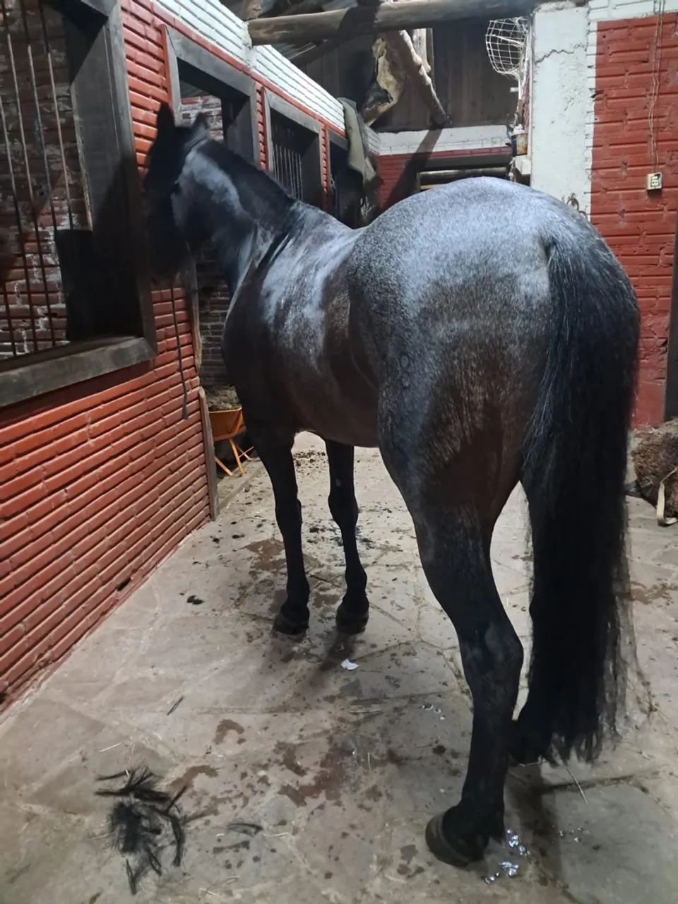 Castrado Chique, Top de laço! - Foto 3