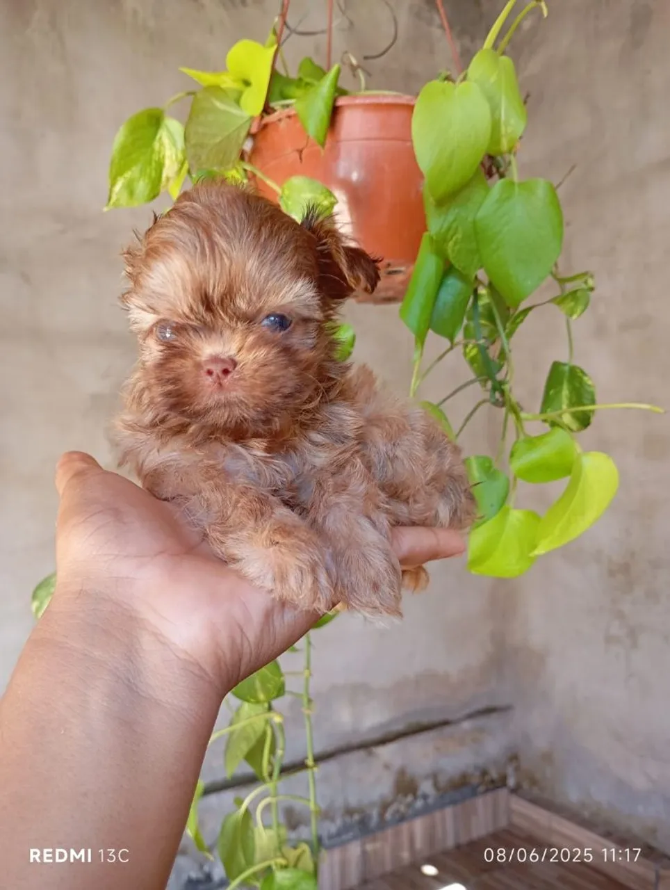Filhote de Shih Tzu Macho - Pelúcia de 2 Patas!