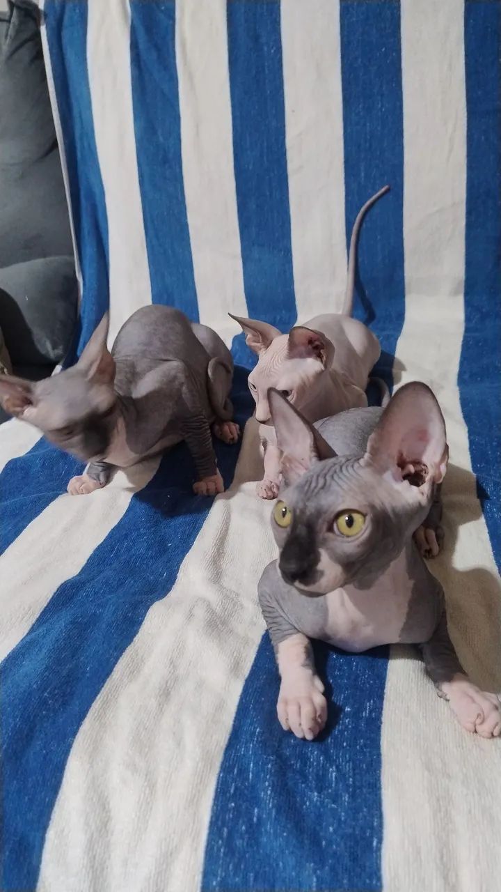 Sphynx 5 meses - Foto 3