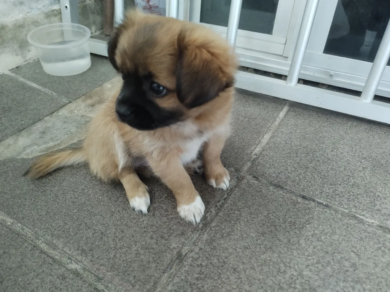 Lhasa apso