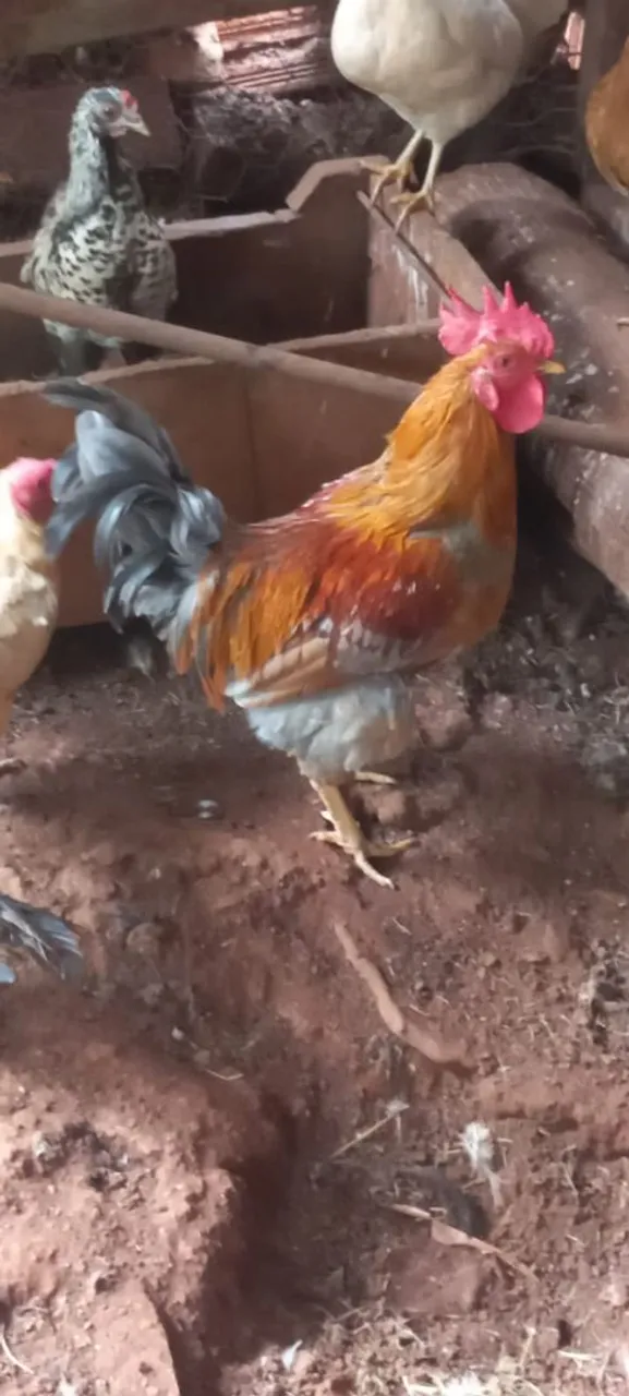 Galo Caipira