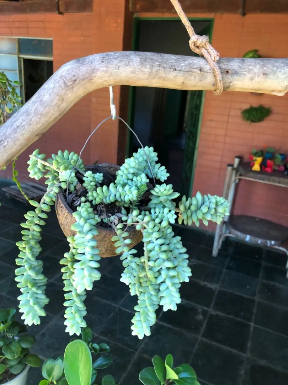 Planta suculenta pendente Rabo de Burro - Foto 2