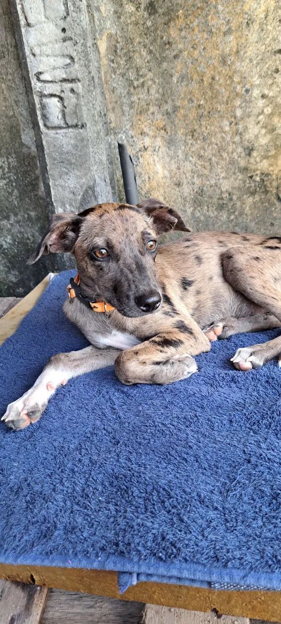 Filhote para adoção responsável - Foto 3