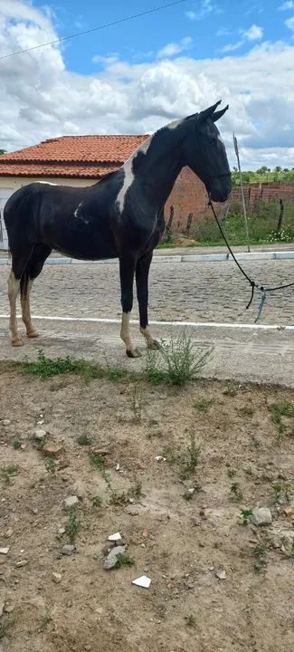 Linda potra pampa de preto natural de marcha picada no cabresto  - Foto 4