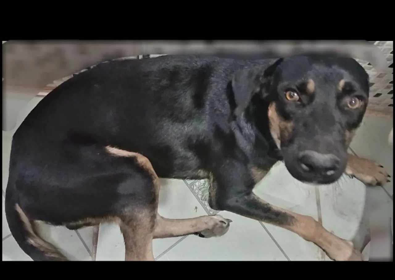 Cão de porte médio para adoção