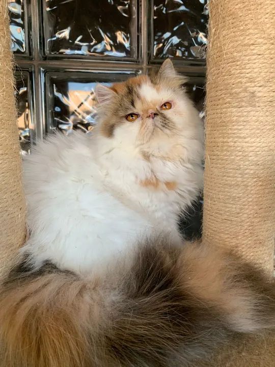 Persa e exótico  - Foto 3