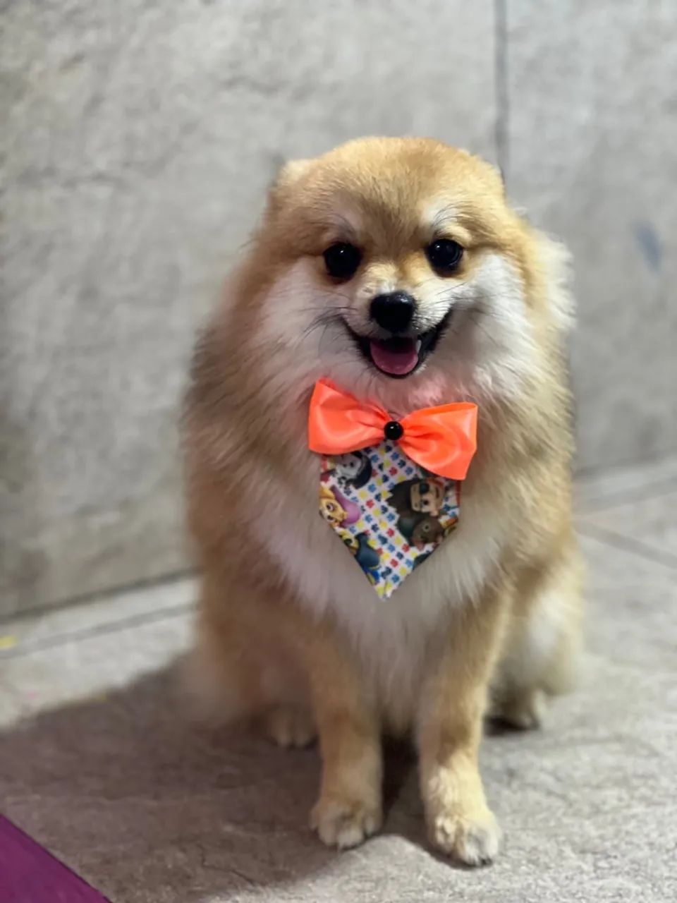 Spit Alemão macho com 7 meses  - Foto 4