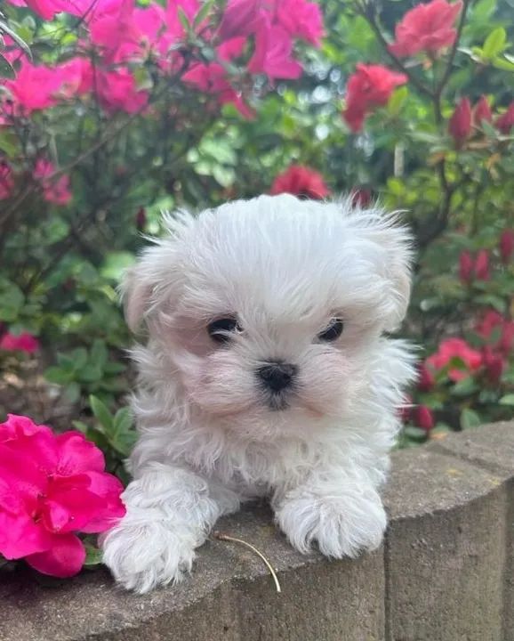 Maltês Mini Macho Companheiro e Afetuoso