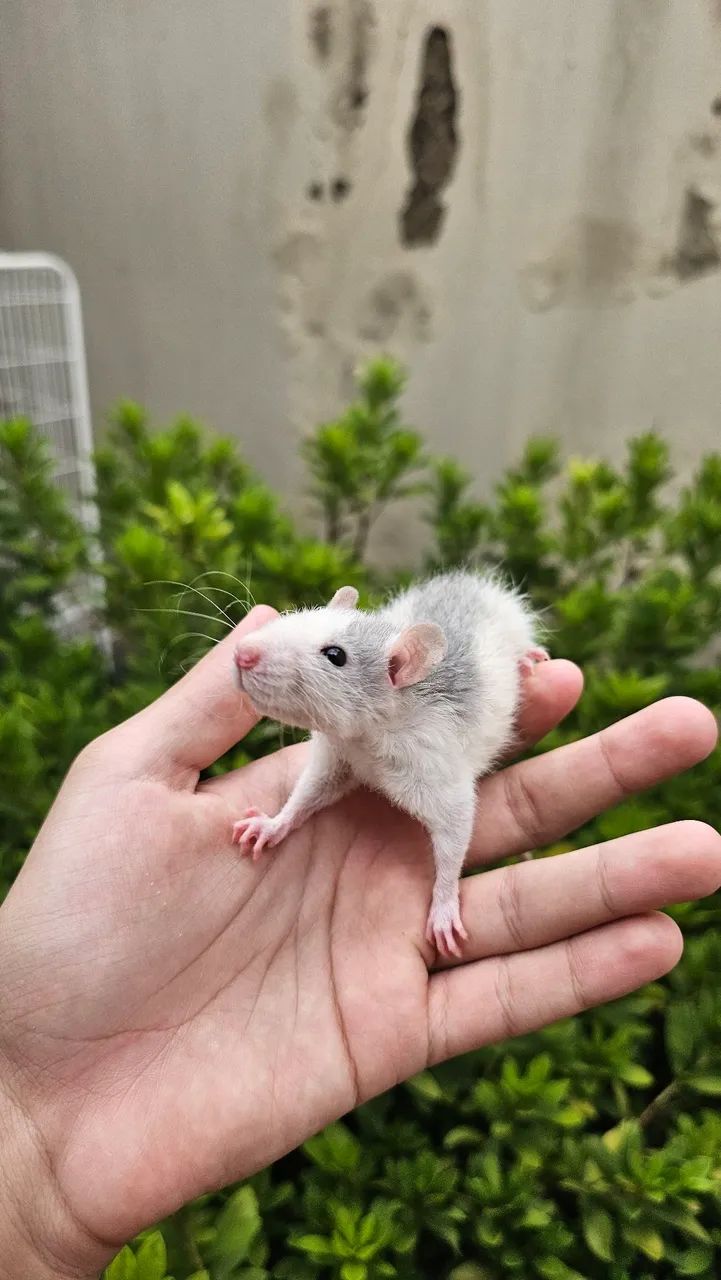 Ratos twister (Exotic pets house) - Foto 2