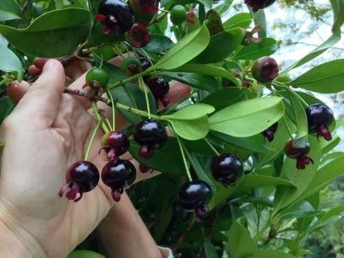 Mudas de Grumixama Anã (Eugenia itaguahiensis) - Foto 4