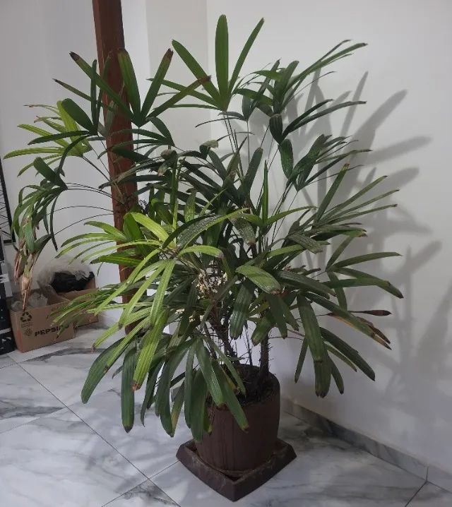 Vaso Grande Planta Ráfia, 8 mudas no Vaso, + que 1,60 de Altura - Foto 2
