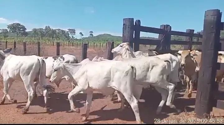 Vendo lote de 170 cabeça de garrote  - Foto 3