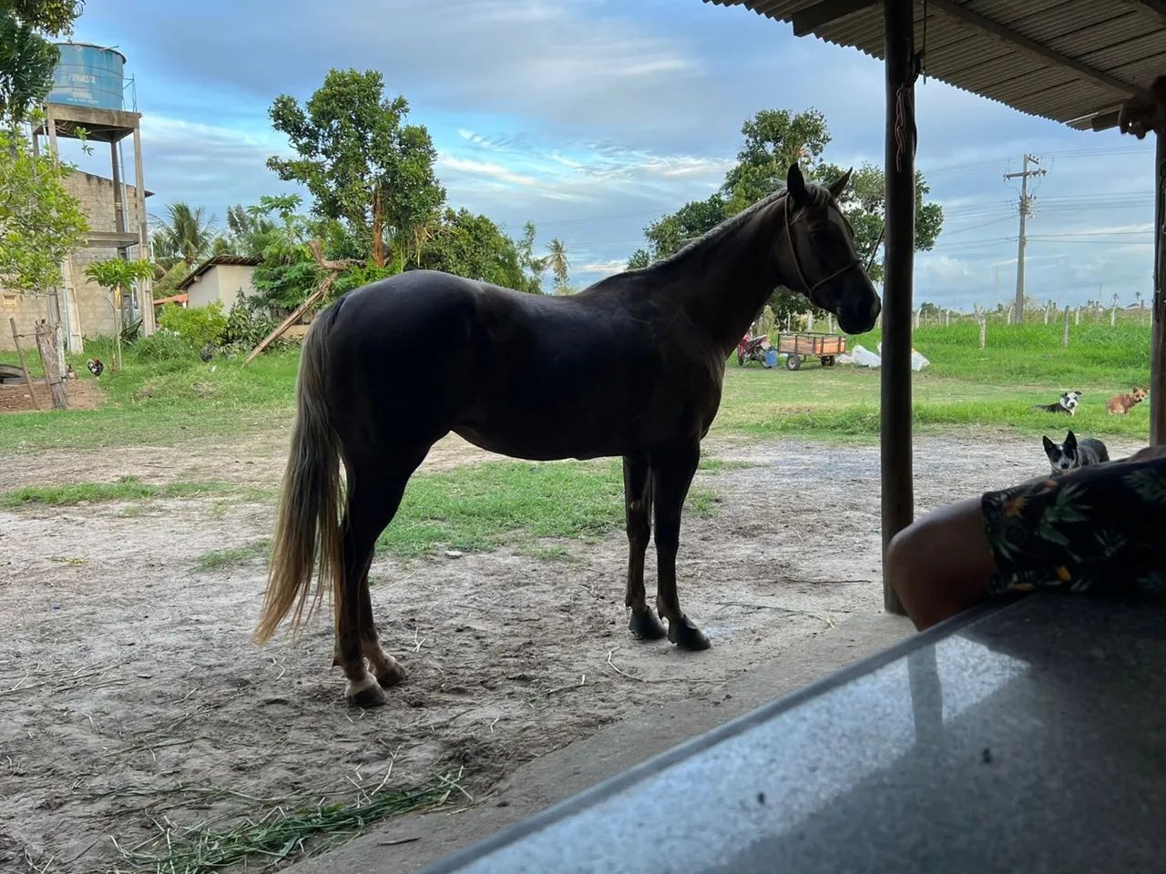 ÉGUA DE ESTEIRA ( VAQUEJADA )