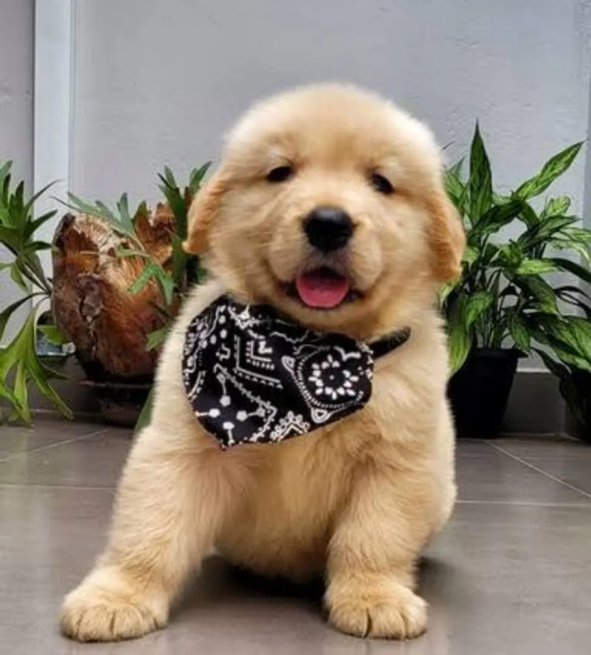 Golden Retriever filhote
