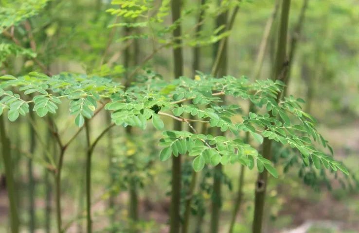 Moringa Oleifera (vendo mudas) - Foto 5
