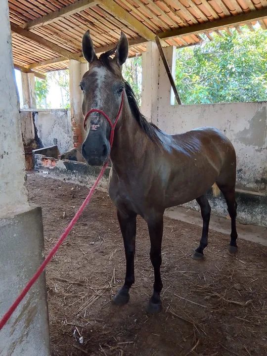 Égua Mestiça De Quarto de Milha - Foto 2