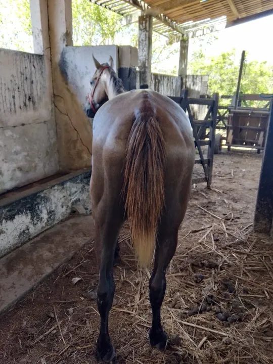Égua Mestiça De Quarto de Milha - Foto 3