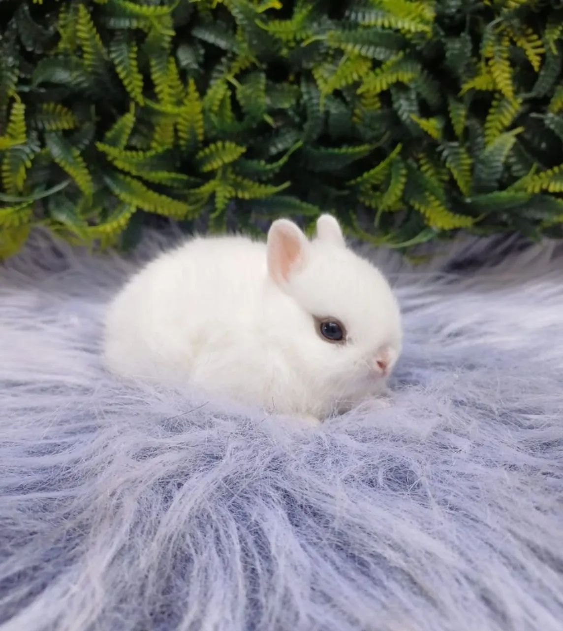 Netherland dwarf (coelho anão) - Foto 4