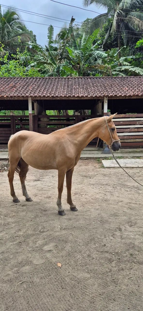 Mangalarga Marchador (Égua) - 30x R$ 400,00 - ***PARCELADO NO BOLETO*** - Foto 2