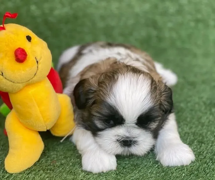 FILHOTE SHIH TZU MACHO MINI PARA EXIGENTES!!!