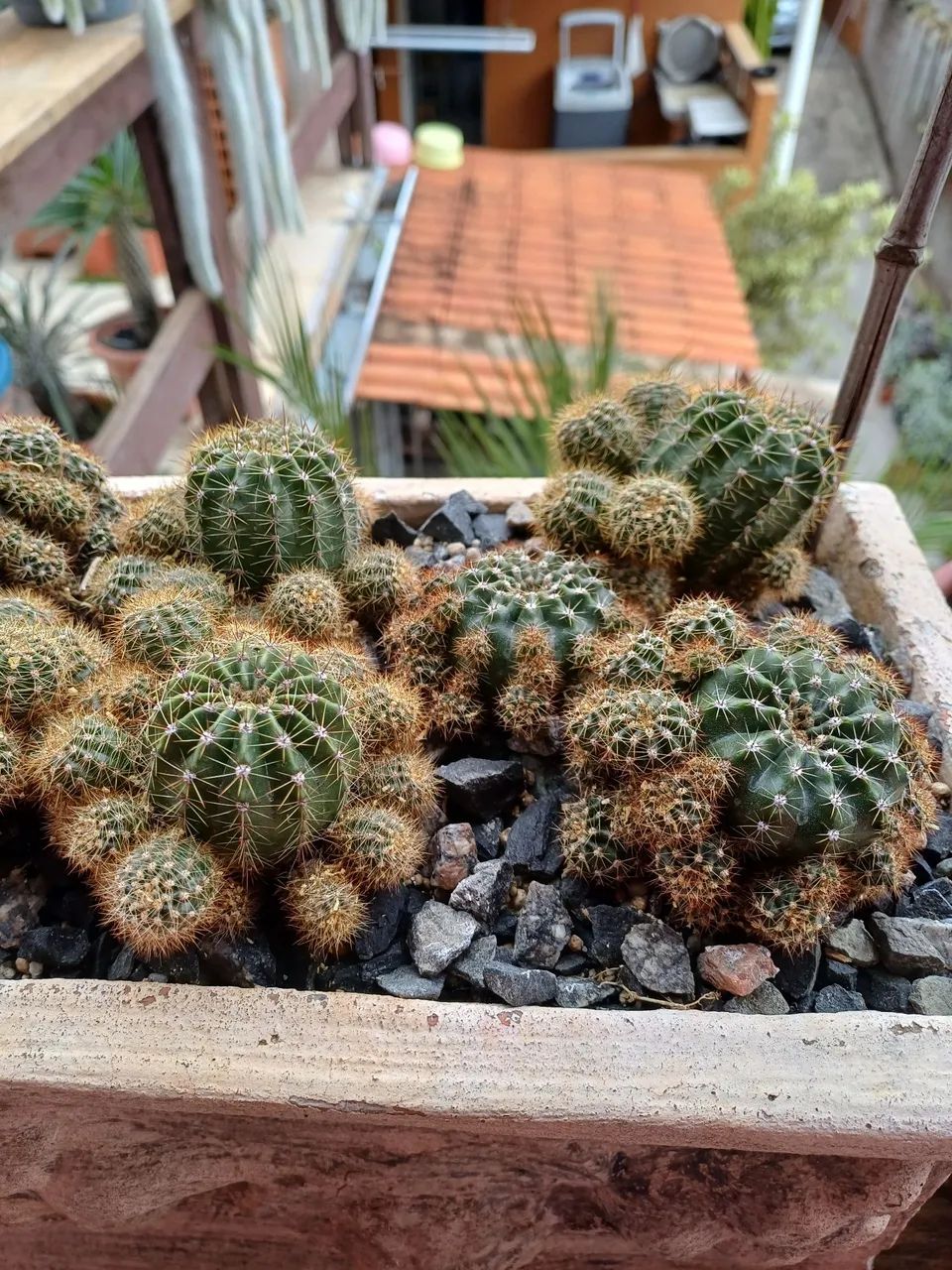 Cactos na jardineira em cimento bem formado  - Foto 2