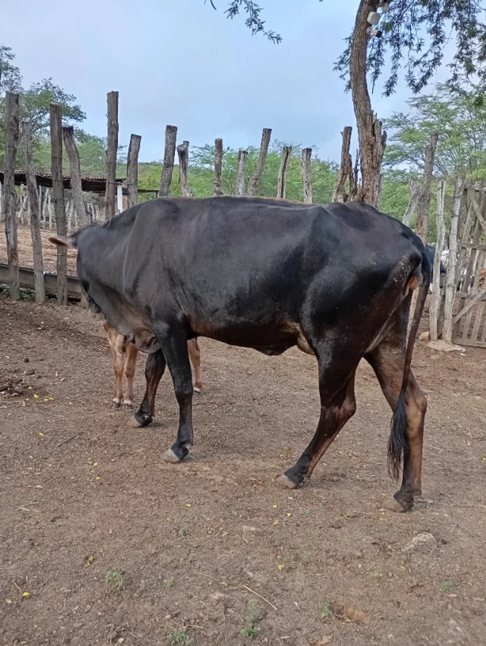 Vaca