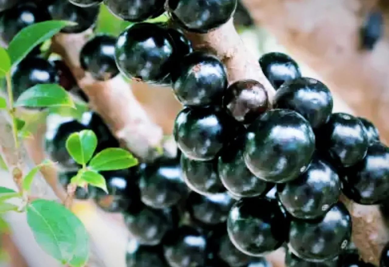 Árvore jabuticabeira em vaso - Decoração e paisagismo - Foto 2
