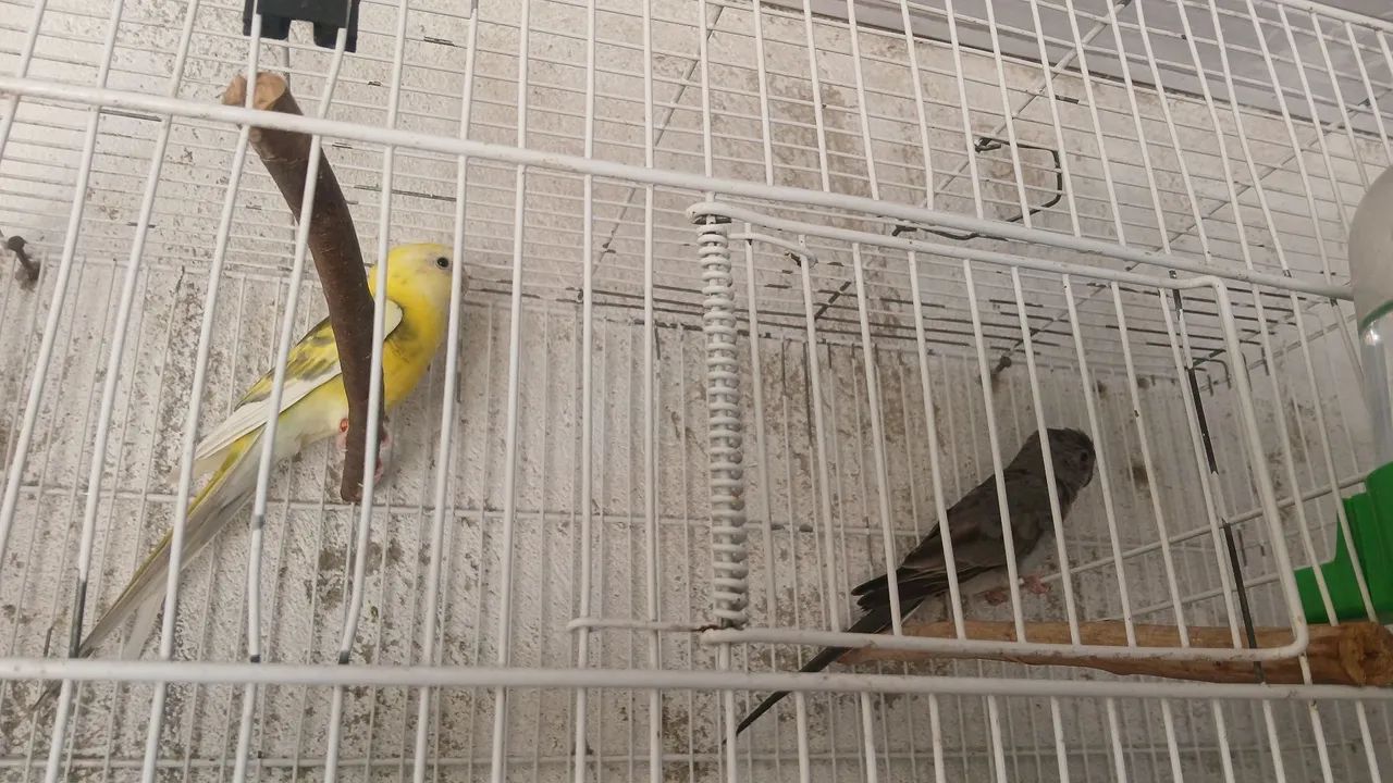 Gaiolas 64314061510530120