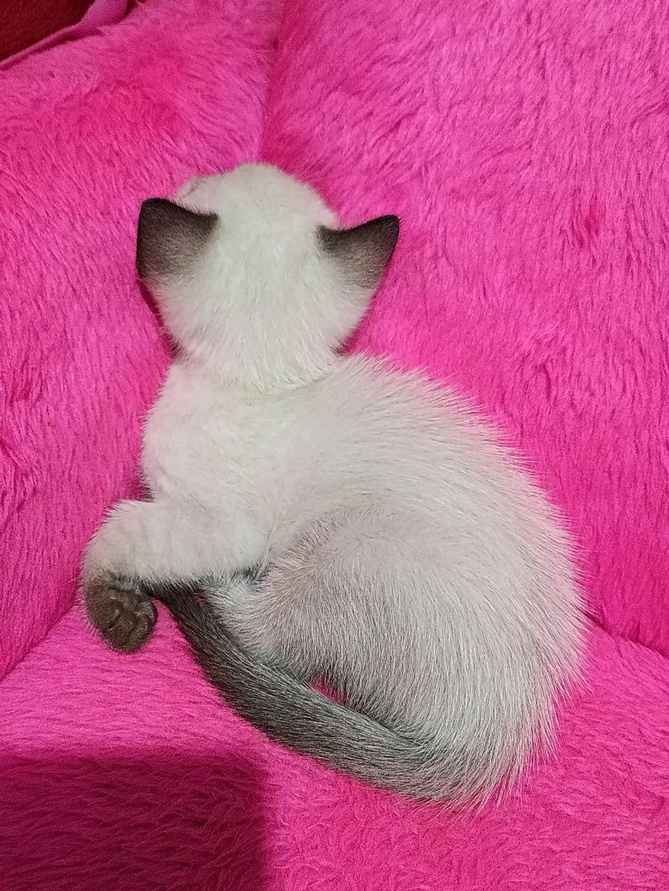 Doação de gato siamês. - Foto 3