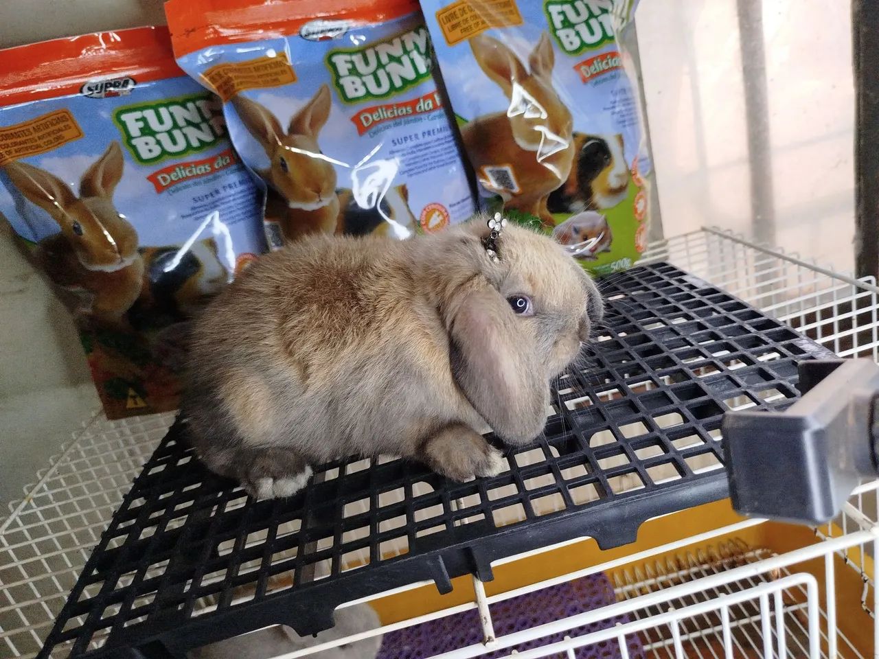 Mini Coelhos Variadas Raças e Valores - Foto 2