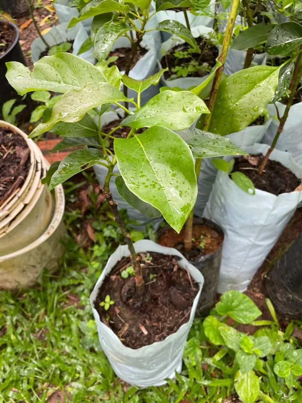 FRUTÍFERA ENXERTADA: ABACATE MANTEIGA PARA VASOS  - Foto 2